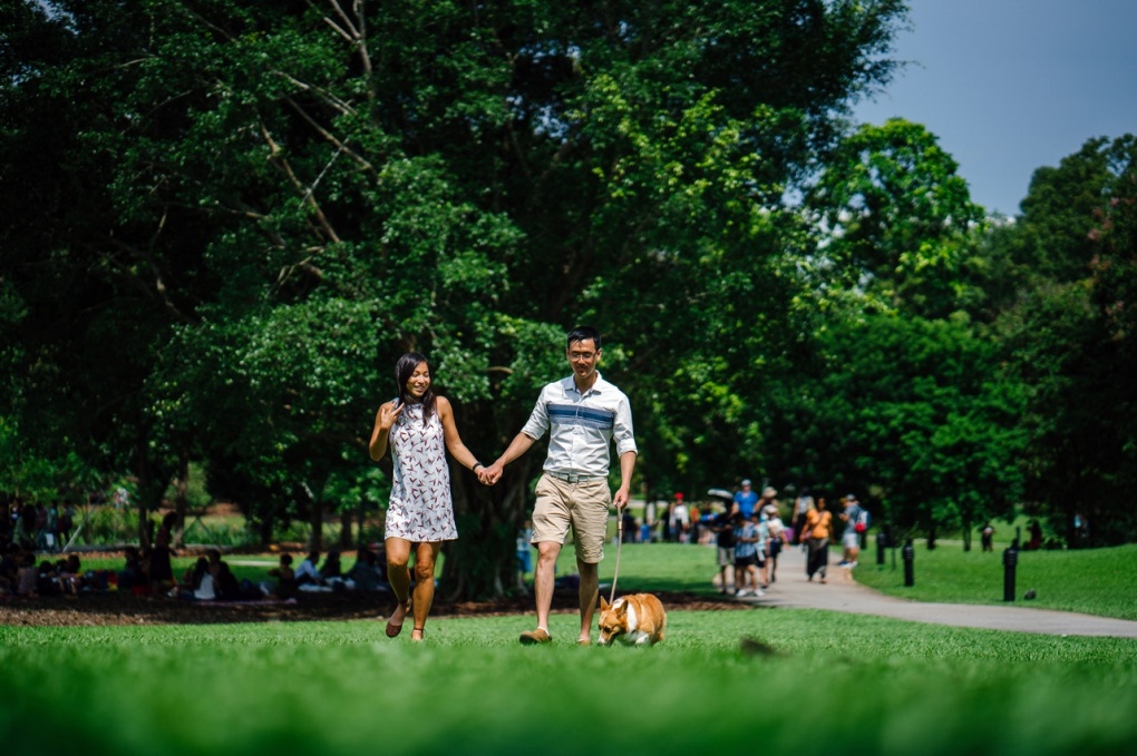 woman and man holding hands beside brown dog while walking in park
