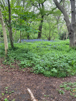 wild garlic on the forest floor
