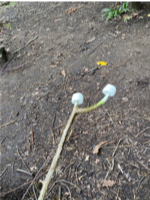 Two marshmallows skewered on the ends of a double-pronged toasting stick
